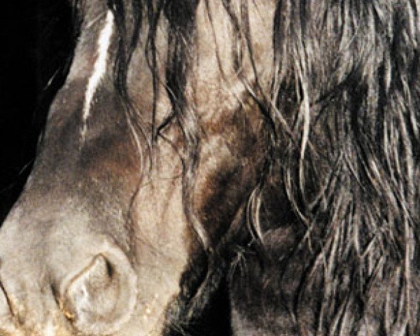 stallion Niko II (Pinto, 1991, from Bonte Bertus)