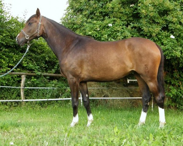 dressage horse Christel (Oldenburg, 2009, from Christ)