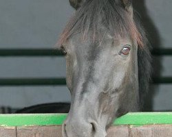 horse Florence (Westphalian, 1997, from Florestan II)