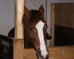 Pferd Ben (Deutsches Reitpony, 2002, von Brillant's Boy)