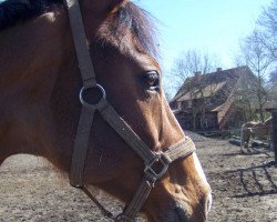 dressage horse Pegasus (Westphalian, 1993, from Piquet)