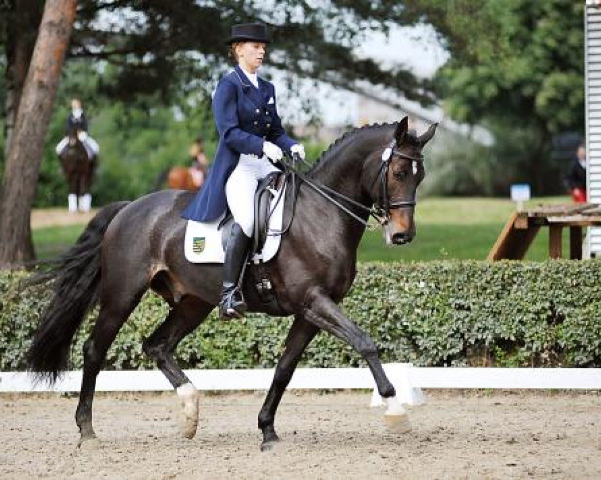 dressage horse Feuersturm 6 (Saxony-Anhaltiner, 1998, from Feldjunge)