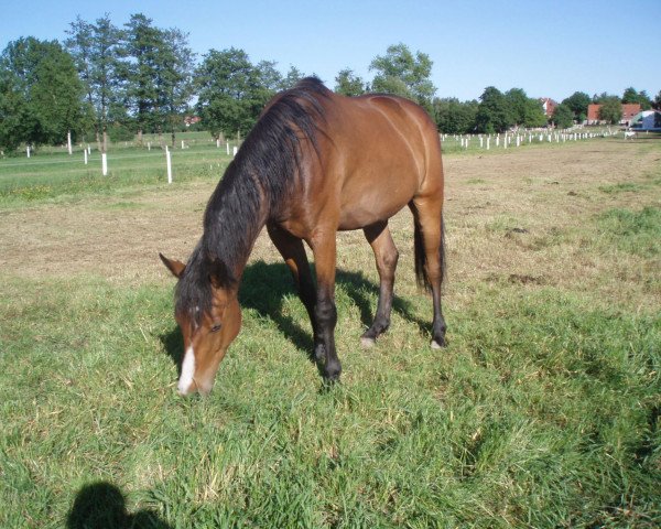 Springpferd Comet von Canto (Holsteiner, 2006, von Canto)