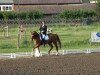 dressage horse Walküre 23 (Hanoverian, 2006, from Royal Blend)