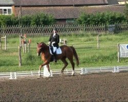 dressage horse Walküre 23 (Hanoverian, 2006, from Royal Blend)