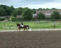 dressage horse Dr. Bo (Hanoverian, 2005, from Don Kennedy)