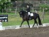 dressage horse Fürstenelfe (German Sport Horse, 2006, from Fürst Heinrich)