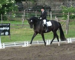 dressage horse Fürstenelfe (German Sport Horse, 2006, from Fürst Heinrich)