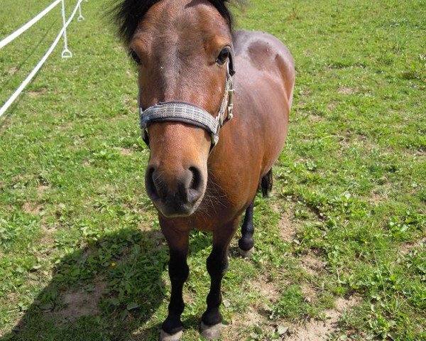 dressage horse Max (German Riding Pony, 2011)