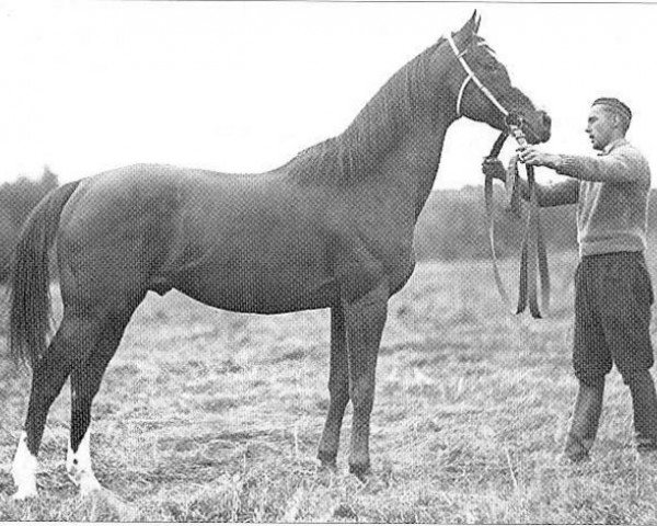 stallion Div xx (Thoroughbred, 1948, from Lionel xx)