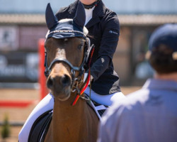 dressage horse Belle Amie 65 (German Riding Pony, 2011, from Nemax)