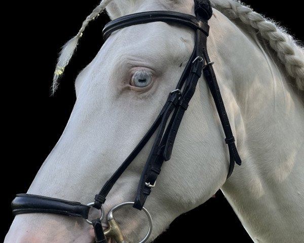 horse Camillo 231 (Pony without race description, 2018)