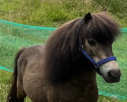 horse Krümel 252 (Shetland pony (under 87 cm), 2007)