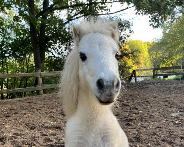 Pferd Dr. Watson (Shetland Pony (unter 87 cm), 2011)