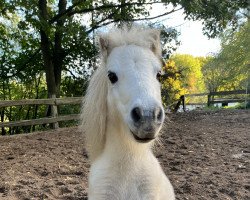 horse Dr. Watson (Shetland pony (under 87 cm), 2011)