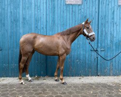 jumper Atc's Chic Lana (Oldenburg show jumper, 2015, from C-Ingmar)