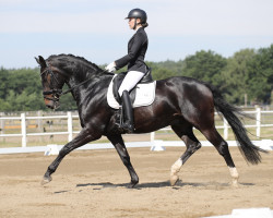 dressage horse Diamond Dancer 18 (Westphalian, 2012, from Diamond Hit)