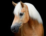 dressage horse Rumina 12 (Haflinger, 2011, from Liz.Wildfang)