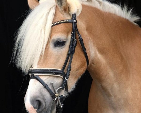 jumper Georgina Lana Voilac (Haflinger, 2016)