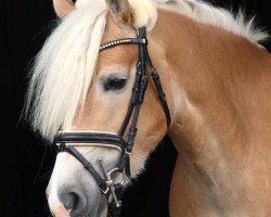 Springpferd Georgina Lana Voilac (Haflinger, 2016)