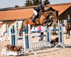 jumper Cardow (German Sport Horse, 2016, from Casskeni II)