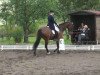 dressage horse London Lennox (Hanoverian, 2002, from Londonderry)