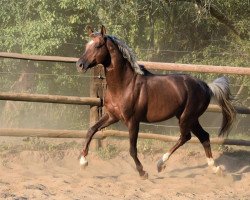 stallion Bezant GF (Westphalian, 2013, from Callaho's Benicio)