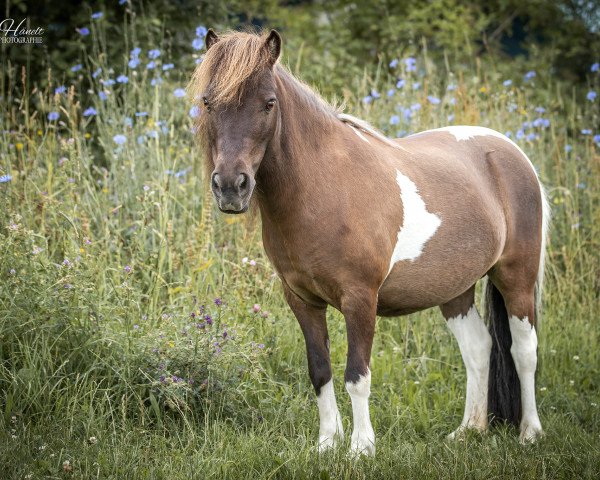 Zuchtstute Karima vom Simssee (Shetland Pony, 2011, von Sören van de Sanjesreed)