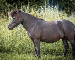 broodmare Freakys Miss Marple (Dt.Part-bred Shetland pony, 2018, from Valentin von der Ostsee)