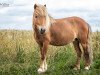 Zuchtstute Lupina (Dt.Part-bred Shetland Pony, 2009, von Georg)