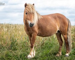 broodmare Lupina (Dt.Part-bred Shetland pony, 2009, from Georg)