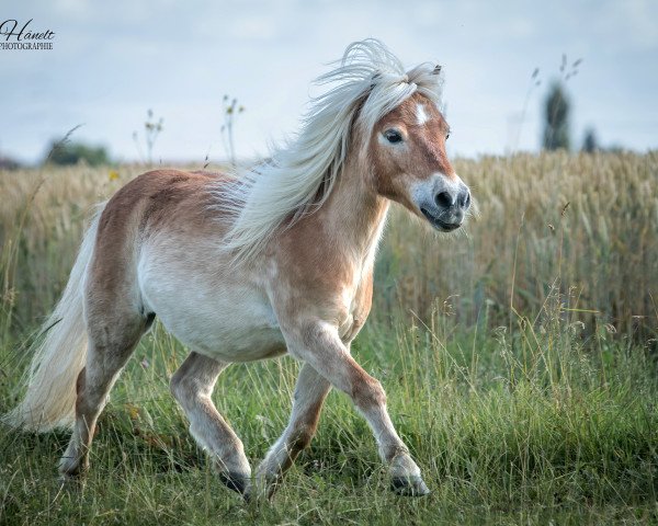 Pferd Aranko v. u-nuova (Shetland Pony, 2007, von Furore van Stal Brammelo)