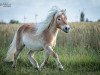 horse Aranko v. u-nuova (Shetland Pony, 2007, from Furore van Stal Brammelo)