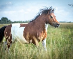 broodmare Drixie vom Almhof (Shetland Pony, 2019, from Valentin von der Ostsee)