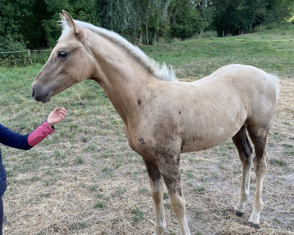 dressage horse Rubio con Puntos (German Sport Horse, 2022, from Rivers Dancing AS)