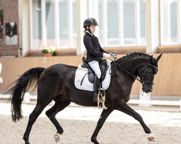 dressage horse Picaro P (German Riding Pony, 2015, from FS Pearcy Pearson)