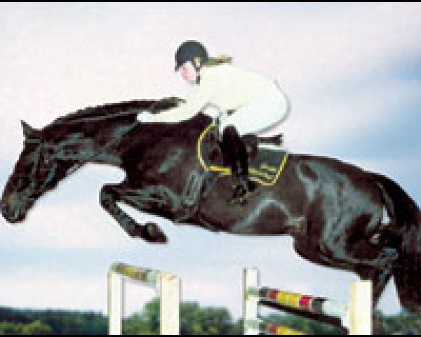 stallion Ladinos (Holsteiner, 1989, from Lord)