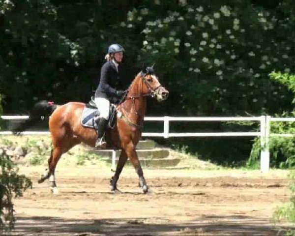 broodmare Scarlett II (German Sport Horse, 2006, from Saccor)