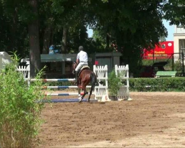 jumper Mia Bella 2 (German Sport Horse, 2006, from Monte Bellini)