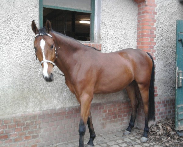 dressage horse Erwin (Hanoverian, 2007, from Stedinger)