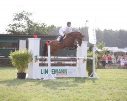 jumper Leopoldo (Oldenburg show jumper, 2003, from Ludwig von Bayern 168 FIN)