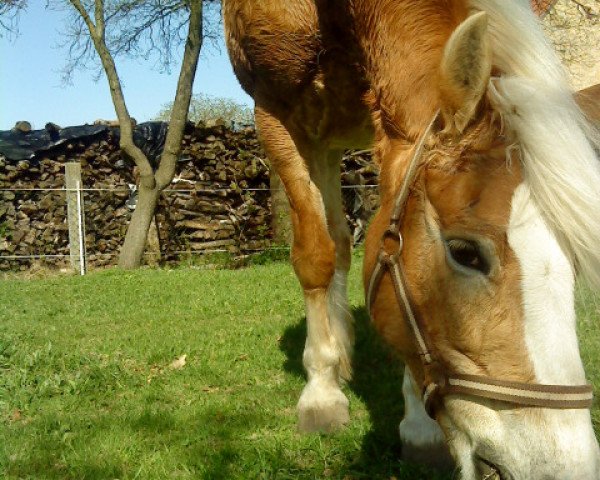 horse Luna (6,25% ox) (Edelbluthaflinger, 2000, from Mosch (12,5% ox))