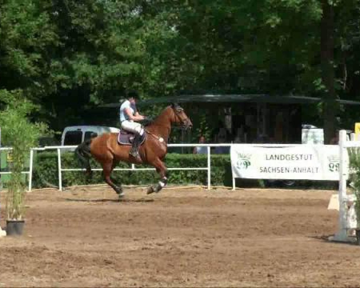 jumper Clausing (Saxony-Anhaltiner, 2002, from Cardenio)