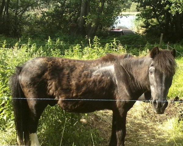 dressage horse Petrik (Shetland B (about 107-117), 1983, from Petro)