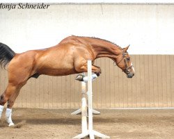 Pferd Rimini (Hessisches Warmblut, 1996, von Ragazzo)