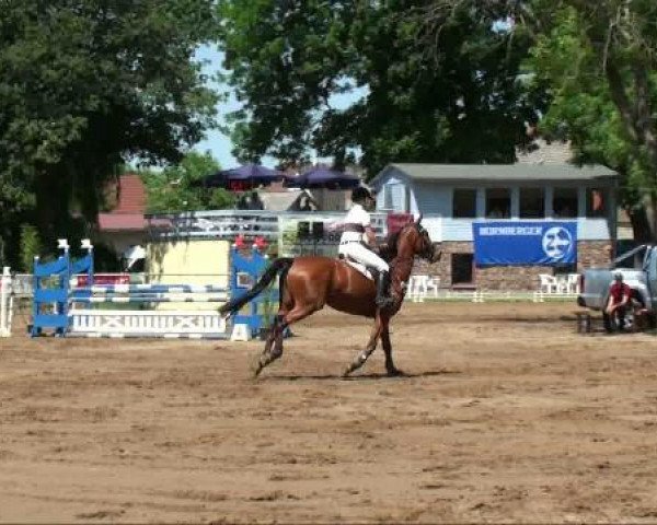 Springpferd Loriana 13 (Mecklenburger, 2006, von Lord Sinclair III)