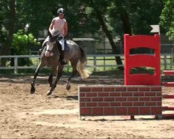 jumper Laruso (German Sport Horse, 2006, from Lewinski)