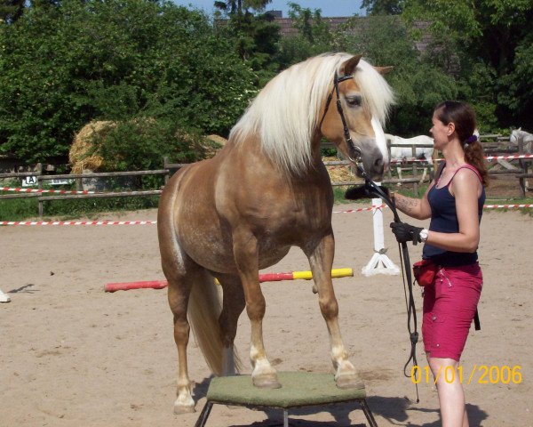 Pferd Marina (Haflinger, 1998, von Stephano (3,125% ox))