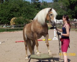 Pferd Marina (Haflinger, 1998, von Stephano (3,125% ox))