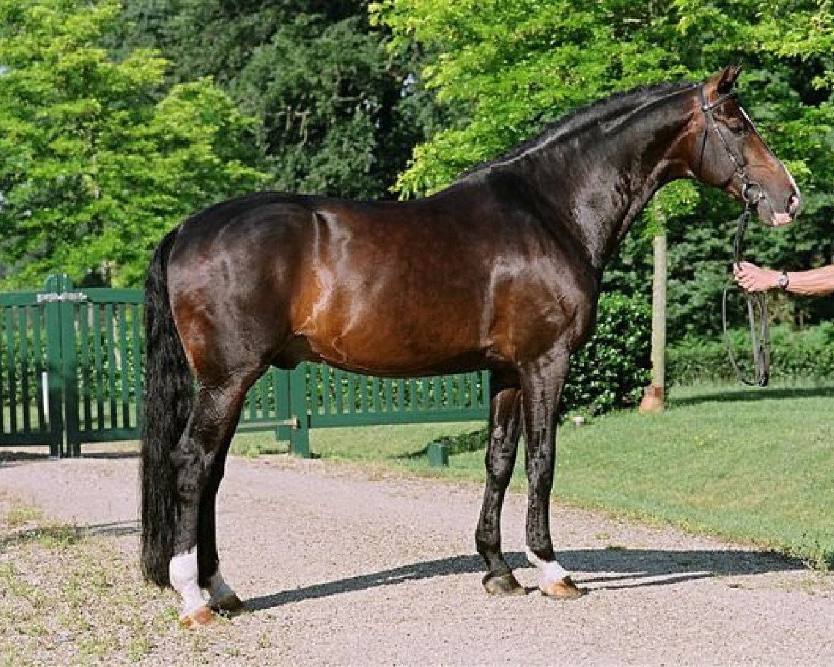 Deckhengst Multistar (Hannoveraner, 1997, von Metternich)